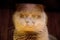 Blurred fearful muzzle of a British cat with big yellow eyes. ghost frightened animal.