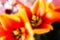 blurred festive background, beautiful tulip heads close-up. fragrant flowers for the holiday on March 8
