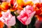 blurred festive background, beautiful tulip heads close-up. fragrant flowers for the holiday on March 8