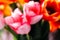 blurred festive background, beautiful tulip heads close-up. fragrant flowers for the holiday on March 8