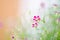 Blurred flower background, abstract blur background