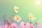 Blurred flower fields background, retro style color