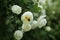 Blurred flowers background. Blooming white dogrose in the garden, there is a bumblebee in the flower