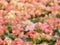 Blurred flowers garden. Cheerful colors of pink, green, light green and yellow. Summer colors.