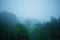 Blurred foggy forest. Abstract background.