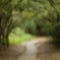 Blurred forest footpath background, nature