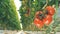 Blurred frame of greenery`s passway is rapidly transforming into distinct frame of tomatoes` cluster