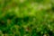 Blurred fresh green grass field in the early morning. Green leave with bokeh background in spring. Nature background. Clean