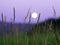 Blurred full moon rising over Altai Mountains, Kazakhstan, seen through tall green grass on summer night