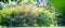 Blurred garden in spring nature outdoor background, Blur green tree park in summer background, banner, Defocus spring foliage