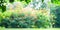 Blurred garden in spring nature outdoor background, Blur green tree park in summer background, banner, Defocus spring foliage