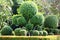 Blurred garden tree, blurred background image of bending bushes sphere tree green leaf spherical shrub garden