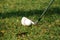 Blurred golf club and golf ball close up in grass field with sunset.