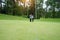 Blurred golf player at the putting green hitting ball into a hole. Golfer playing golf in beautiful golf course in thailand