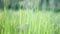 Blurred Grass Background closeup. Nature. Environment concept.