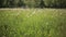 Blurred Grass Background. Dolly Shot
