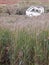 Blurred grass in the forefront with moored white boat above in t