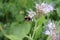 Blurred green background. Bee Macrophotography. Worker insect.