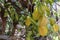 Blurred green background with berries and fruits of rainforest, jungle of Amazon River basin in South America