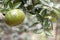 Blurred green background with berries and fruits of rainforest, jungle of Amazon River basin in South America