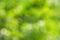 Blurred green background with bokeh. Nice color. Spring. Summer.