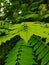 Blurred green plant leaf nature bueaty concept