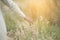 Blurred hand of young beautiful woman touching wheat spikes with her hand at sunset.