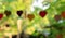 Blurred hanging hearts with forrest background