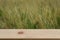 Blurred heather background with empty wooden