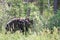 A blurred image of a bear in grass moves back into the forest