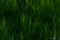 Blurred image of beautiful dark green grass. Clopped shot of green field. Dark green grass background.