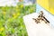 Blurred image of bees in a beehive. Blurred image of bees in a beehive. Beekeeping, insects concept.