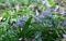 Blurred image of blue scillas against the backdrop of spring greenery