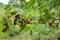 Blurred image of a branch with leaves and unripe currant berries