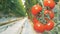 Blurred image of a cluster of red tomatoes becomes focused.