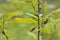 Blurred image of damaged oak leaves and May beetles.Forest pests