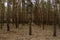 Blurred image of dark pine forest. Trunks of pine trees.