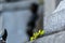 Blurred image of the famous Manneken Pis statue in the background, the symbol of Brussels, Belgium