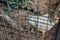 Blurred image of Green Iguana in cage (Iguana iguana)