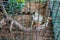 Blurred image of Green Iguana in cage (Iguana iguana)