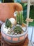 Blurred image of group of desert gardens with cactus in small pots