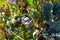 Blurred image of many snails on plants on a sunny summer day