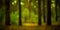 Blurred image of a mysterious golden light glade in the forest