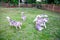 Blurred image of pack of grey-and-white siberian huskies are playing in the park.