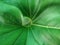 Blurred image of partial green leaf