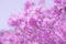 Blurred image of pink Rhododendron flowers