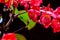 Blurred Image - Rain drops on red flowers on black background, Beautiful red flowers with water drops after rain, beautiful nature