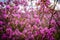 Blurred image of rhododendron bushes, selective focus. Rhododendron flowering in the Altai mountains, close-up. Natural flora