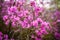 Blurred image of rhododendron bushes, selective focus. Rhododendron flowering in the Altai mountains, close-up. Natural flora