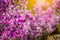 Blurred image of rhododendron bushes, selective focus. Rhododendron flowering in the Altai mountains, close-up. Natural floral